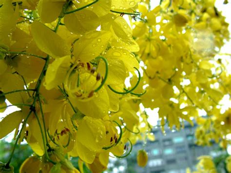 葛根湯加小青龍湯 黃色的花樹木